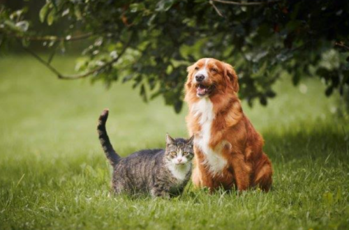 Sterilizacija i kastracija mačaka i pasa